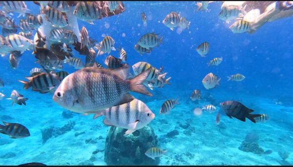 Marine Park, Cozumel at Tamy Tours