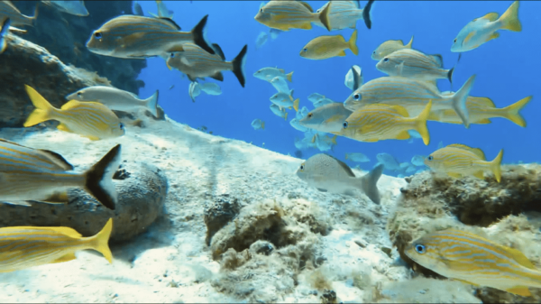 Marine Park, Cozumel at Tamy Tours