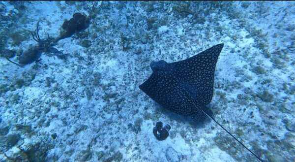 Marine Park, Cozumel at Tamy Tours