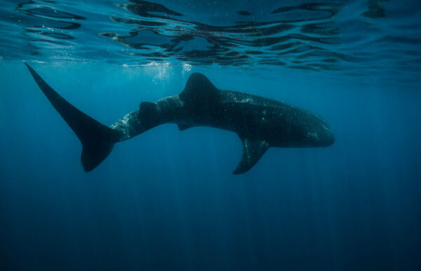 Tiburon Ballena en el oceano