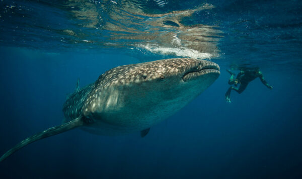 Tituron Ballena