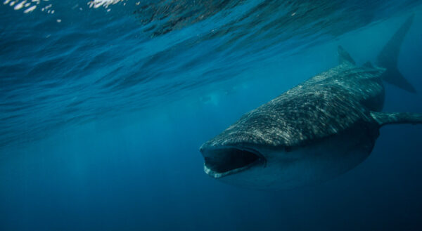 Tiburon ballena