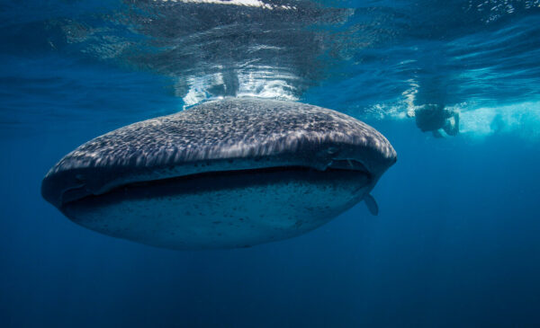 Tiburon ballena