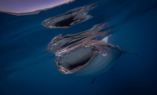 Tuburon Ballena